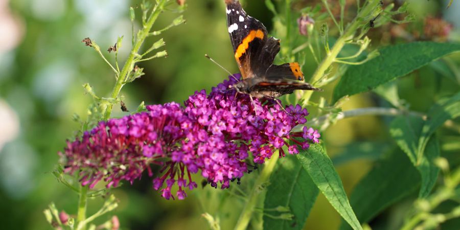 Farbenfrohe Fliedersträucher locken Schmetterlinge in Ihren Garten.