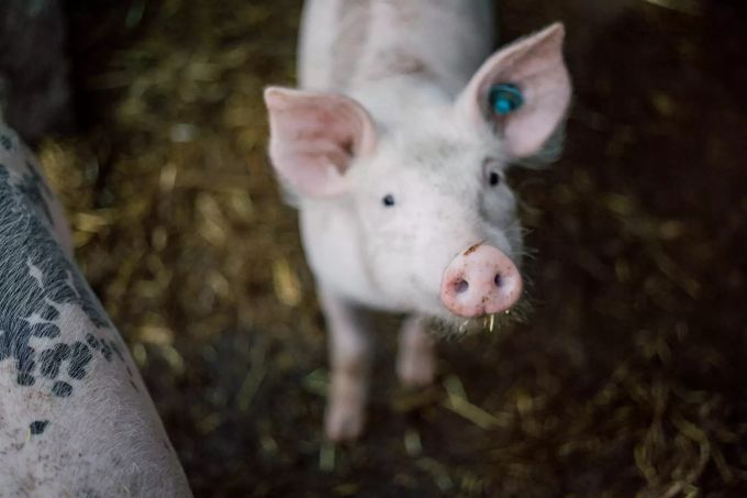 Kleines Schwein.