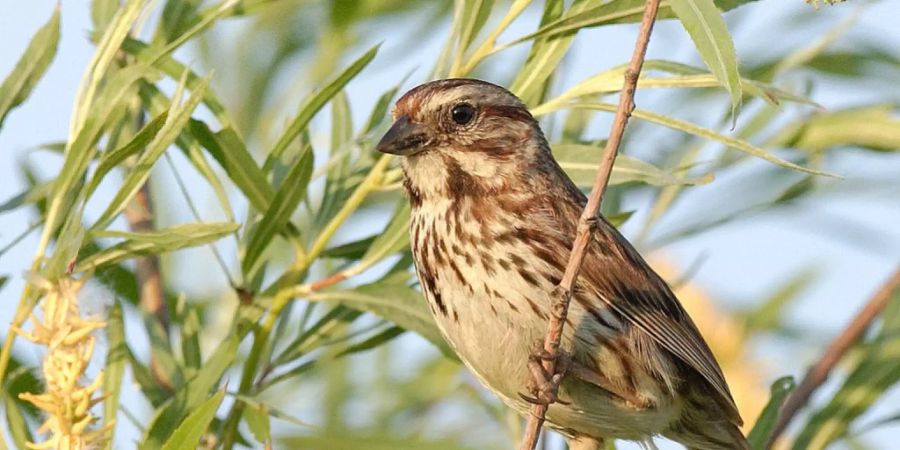 Das Genom der nordamerikanischen Singammer haben Zürcher Forschende zum ersten Mal sequenziert. Insgesamt analysierte das internationale Forscherteam für die neue Studie die Genomdaten von 363 Vogelarten.