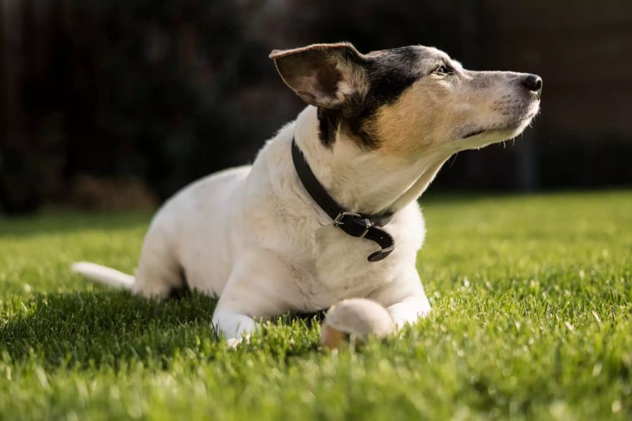 Hund sitzt auf einem Rasen.