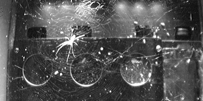 Ein Exemplar der Spinnenart Trichonephila clavipes an Bord der internationalen Raumstation ISS. Spinne