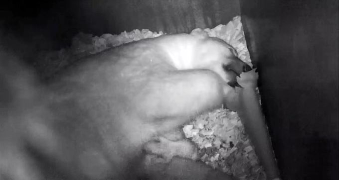 Die Eisbärenmutter Sessi hat ihren Nachwuchs am 22. November geboren. Eisbär baby mutter zoo