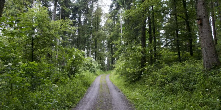Wald