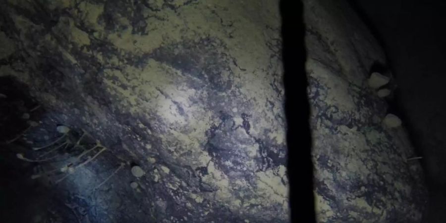 Unter Hunderte Meter dickem Eis haben Forscher in der Antarktis zufällig an extreme Bedingungen angepasste Lebensformen entdeckt. Foto: Dr Huw Griffiths/British Antarctic Survey/dpa