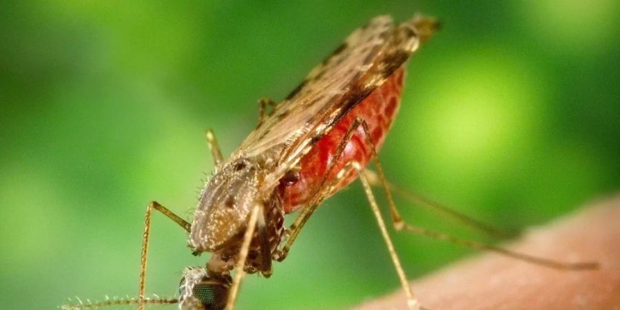 Die Reihenfolge, in der Mücken ein mit Malaria infiziertes Tier stechen, spielt für die Ausbreitung der Krankheit laut einer neuen Studie eine wichtige Rolle.