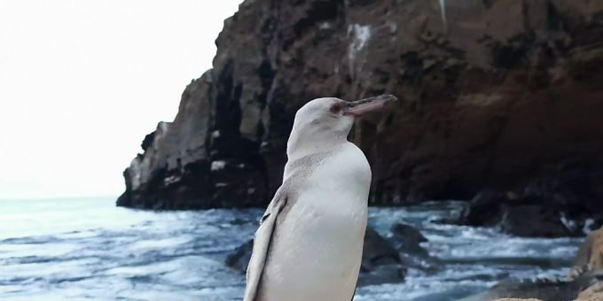 HANDOUT - Ein weisser Pinguin steht in Punta Vicente Roca, nördlich der Insel Isabela. Ein Touristenführer erspähte das seltene Tier auf Isabela, der grössten Insel des Archipels. (zu dpa «Seltener komplett weisser Pinguin auf Galapagos-Inseln entdeckt» vom 27.11.2020) Foto: Jimmy Patino/Prensa Galapagos/dpa - ACHTUNG: Nur zur redaktionellen Verwendung im Zusammenhang mit der aktuellen Berichterstattung und nur mit vollständiger Nennung des vorstehenden Credits Galápagos-Inseln Isabela