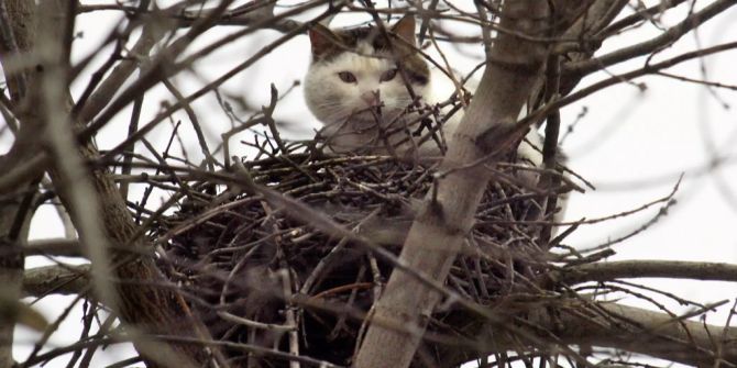 Katze auf Baum