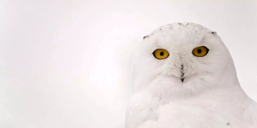 Die Schneeeule besitzt kaum natürliche Feinde – einzig der Polarfuchs und die Raubmöve, die gelegentlich Nester plündern.