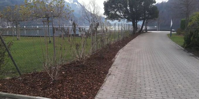 Die Hecke bestand aus Kirschlorbeergehölzen mit der botanischen Bezeichnung Prunus laurocerasus.