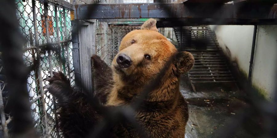 Ein Braunbär in einem kleinen Käfig.