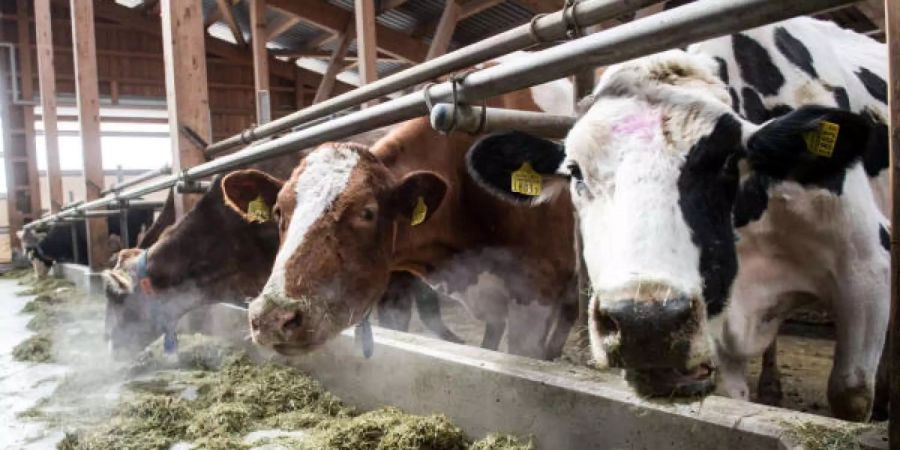 Geniessen ab nächstes Jahr mehr Auslauf: Dem Vernehmen nach merkt man das auch am Geschmack der Milch.