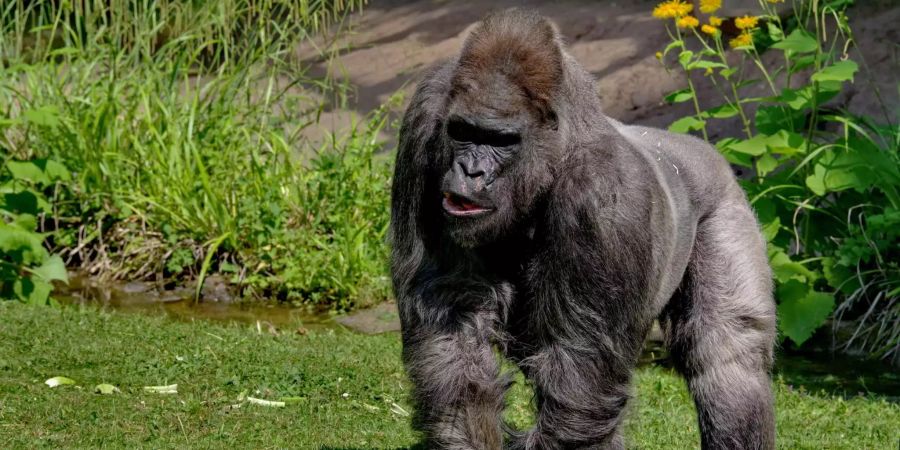 Gorilla Fritz in seinem Gehege im Nürnberger Tiergarten.