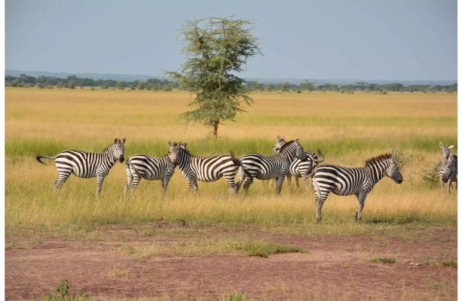 Tansanias Nationalparks wie der Serengeti National Park sind beliebt für Safaris, Pixabay.