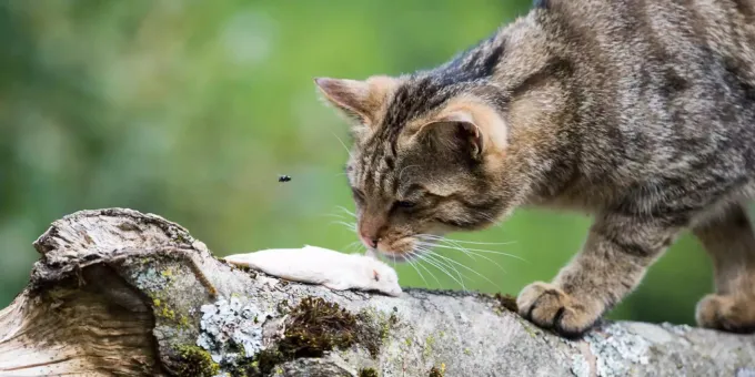 Die Europaische Wildkatze Ist Das Tier Des Jahres