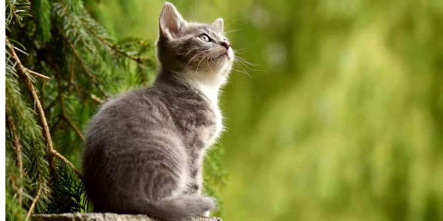 Eine kleine Katze sitzt unter Bäumen auf einem Stein und schaut neugierig zum Himmel.