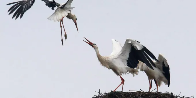 Schweizer Storche Fliegen Weniger Weit In Den Suden
