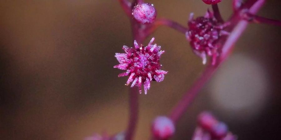 In Japan fanden Wissenschaftler die Pflanze «Sciaphila sugimotoi», die von einem Pilz lebt. Die knapp 10 Zentimeter grosse Pflanze blüht im September und Oktober. Nur rund 50 Exemplare sind bekannt.