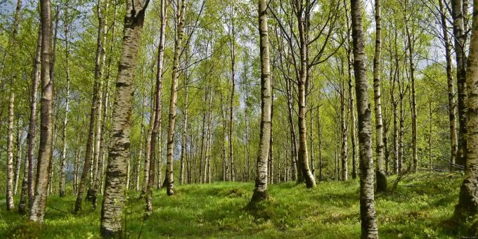Kei Entkommen für Allergiker: Kaum haben sich die Birken-Pollen gelegt, werden die Gräser aktiv. Kei Entkommen für Allergiker: Kaum haben sich die Birken-Pollen gelegt, werden die Gräser aktiv.