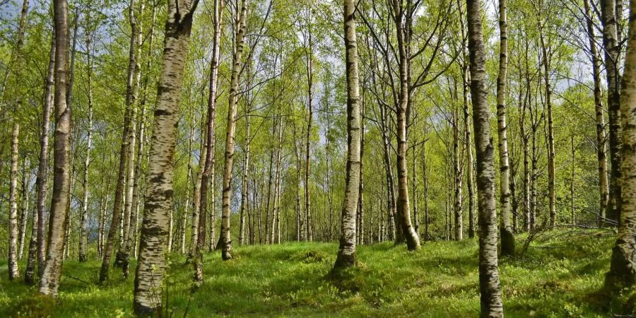 Kei Entkommen für Allergiker: Kaum haben sich die Birken-Pollen gelegt, werden die Gräser aktiv.