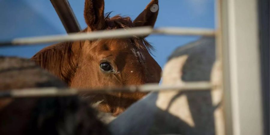 Der Tierschutz ist in Südamerika weniger streng als bei uns.