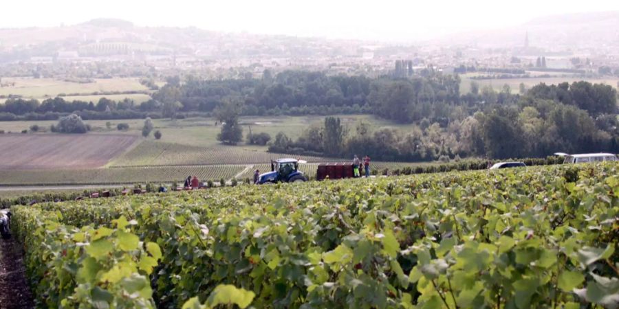 weinbaugebiet