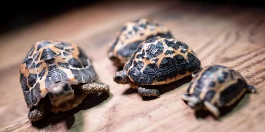 Eine neugeborene Madagassische Spinnenschildkröte (r) sitzt zusammen mit ihren älteren Geschwistern auf einer Holzplatte.