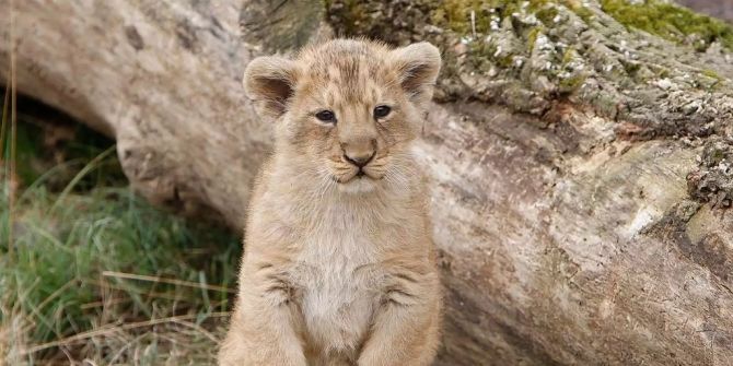 Ein Löwenbaby im Aussengehege des Zoos in Zürich.