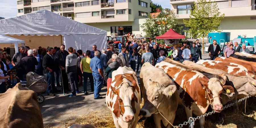 Kühe, Menschen, Zelte und Traktoren an Jahrmarkt in Degersheim - zvg Gemeinde Degersheim