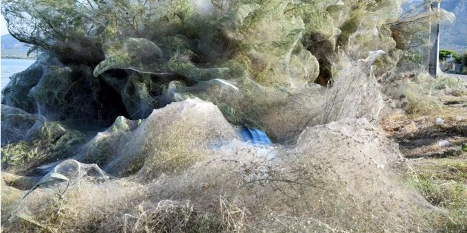 Dichte Spinnweben bedecken Bäume und Büsche am griechischen Strand von Aitoliko. Dichte Spinnweben bedecken Bäume und Büsche am griechischen Strand von Aitoliko.
