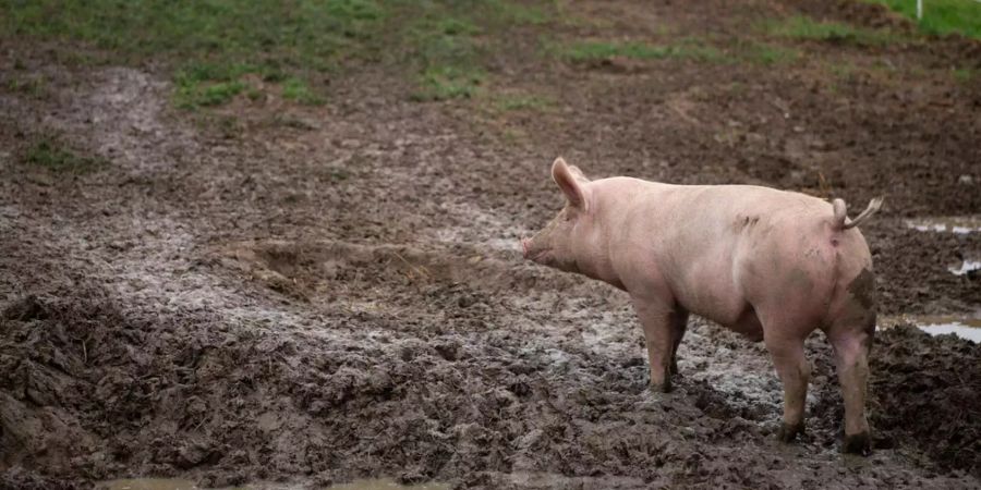 Ein Schwein steht auf einer Wiese.