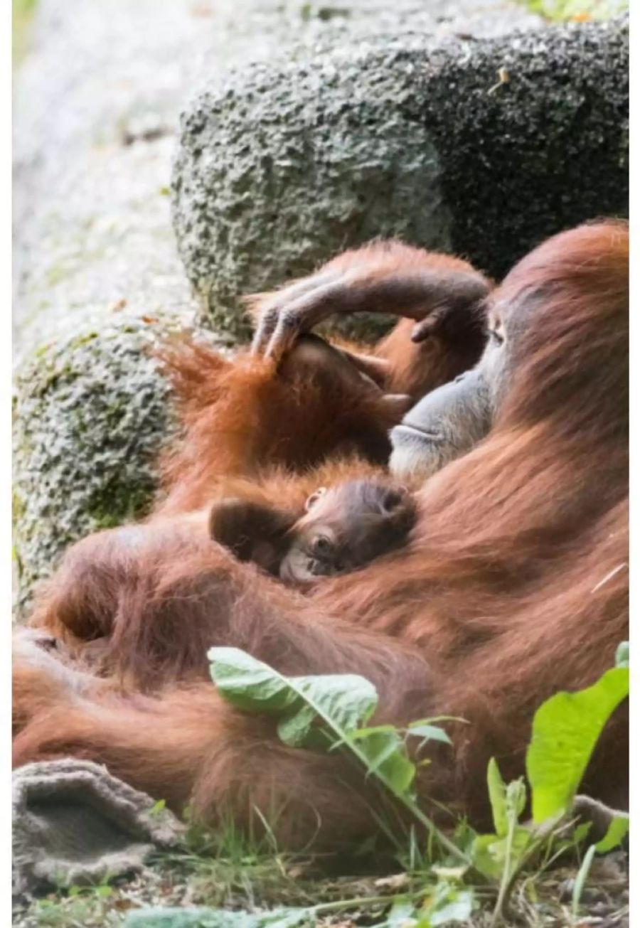 Am 7. August hat Orang-Utan Maia (11) ein Junges geboren.