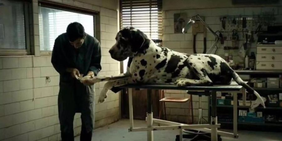 Im Film «Dogman» holt der Hauptprotagonist grosse Hunde in seinen Friseur-Salon, aber holt Italien mit dem Streifen auch einen grossen Film-Preis nach Hause?