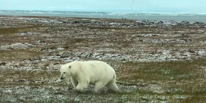 Ein Eisbär geht über eine Steppe im Norden Alaskas (USA). Ein Eisbär geht über eine Steppe im Norden Alaskas (USA).