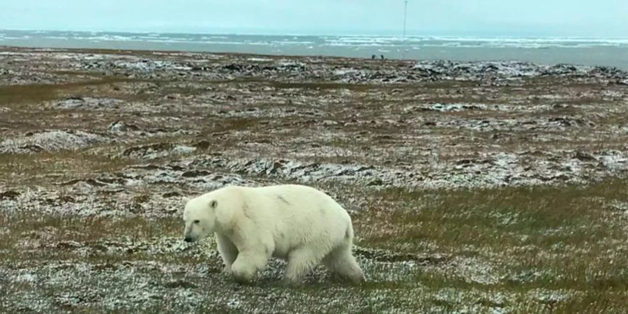 Ein Eisbär geht über eine Steppe im Norden Alaskas (USA).