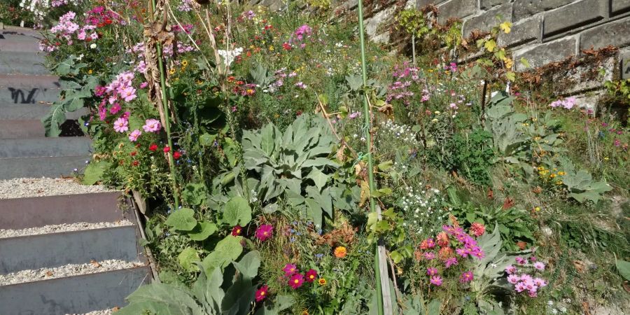 Stiftsgarten Bern zur Münsterplattform hin