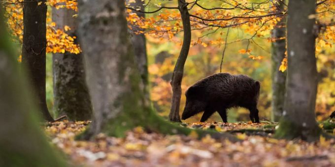 Die junge Jägerin befand sich auf der Wildschweinjagd, als sie versehentlich eine Wanderin erschoss. Wildschweinjagd