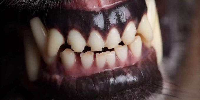 Mutmasslich ein Schäferhund hat in Wattwil SG am Samstag ein Reh attackiert. (Symbolbild) hund