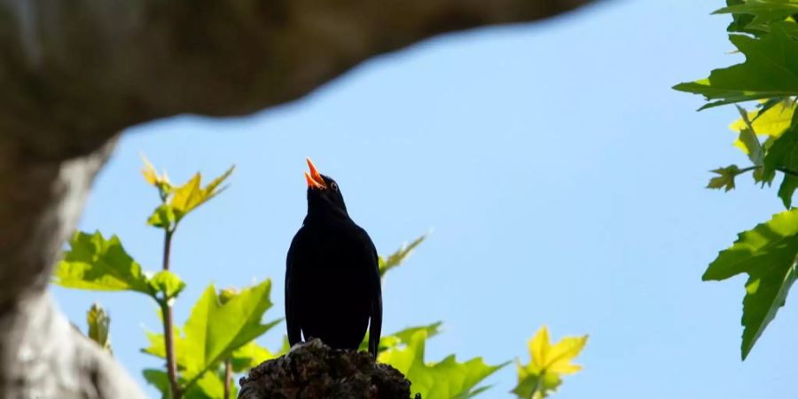 Vogelgezwitscher rund ums Haus. (Symbolbild)