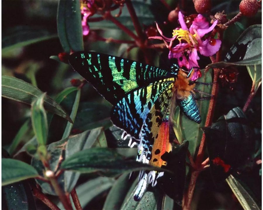 «Chrysiridia rhipheus» – diese Art ist auf Deutsch auch als «Regenbogenfalter» oder «Madagaskar-Sonnenuntergangs-Motte» bekannt. Diese Falter versuchen mit den knalligen Farben, andere Fressfeinde zu warnen. Tatsächlich sind in den Faltern Giftstoffe gespeichert, die von der bevorzugten Nahrung der Raupe stammen: Wolfsmilchgewächse.