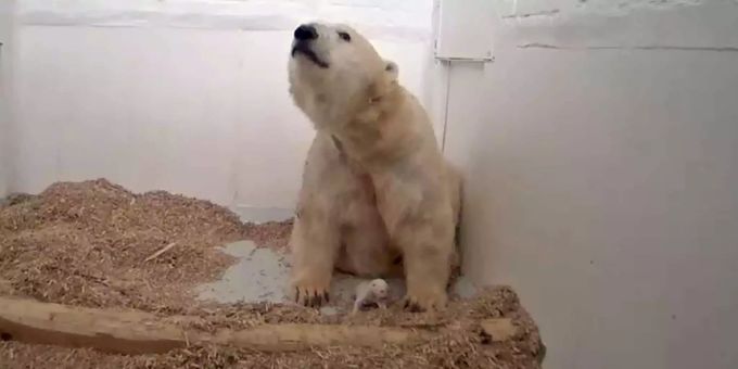 Das Eisbärenjungtier ist nach 26 Tagen im Berliner Tierpark gestorben. Das Eisbärenjungtier ist nach 26 Tagen im Berliner Tierpark gestorben.