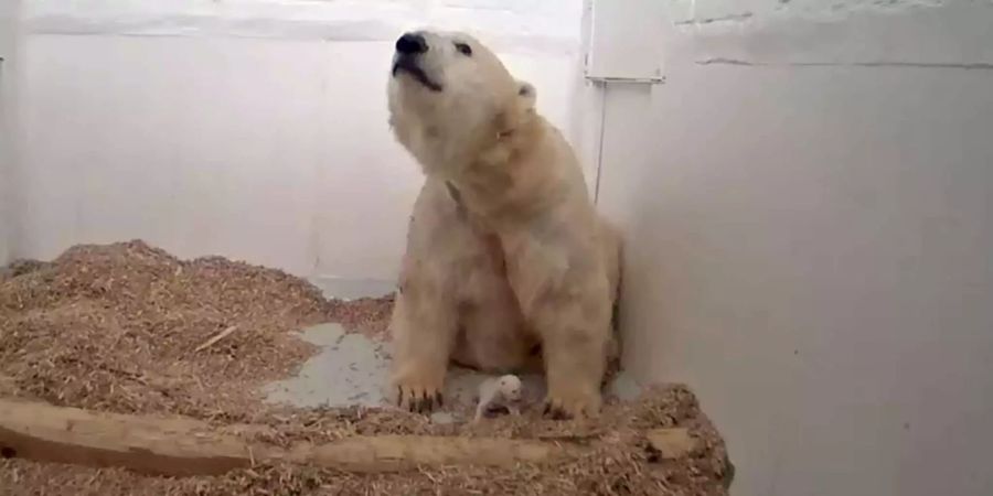 Das Eisbärenjungtier ist nach 26 Tagen im Berliner Tierpark gestorben.