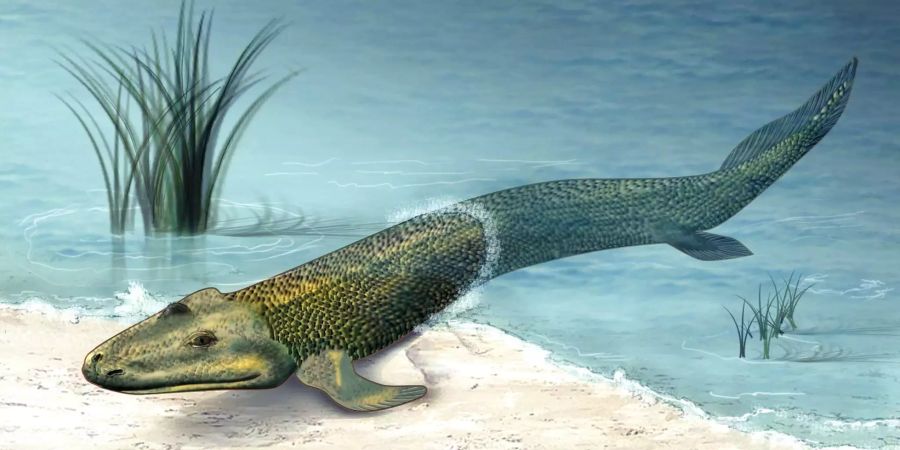 Vor etwa 400 Millionen Jahren krabbelten die ersten Tier aus dem Wasser ans Land. Bild: Zina Deretsky / Wikimedia Commons