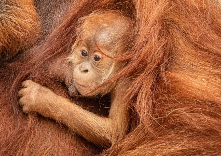 Orang-Utan-Junge heisst jetzt Batu