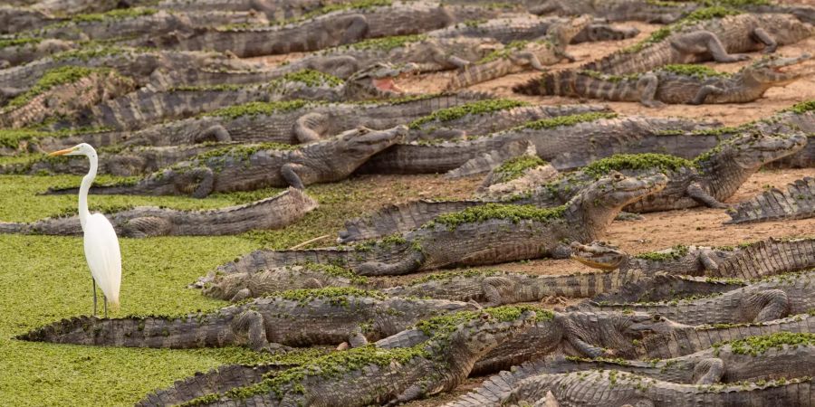 Waldbrände in Brasilien