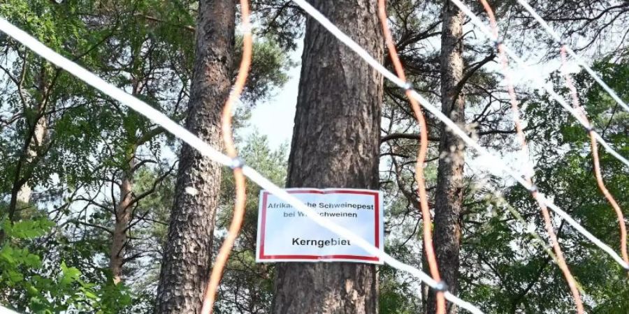 Die Aufschrift: «Afrikanische Schweinepest bei Wildschweinen Kerngebiet» steht auf einem Schild an einem Baum hinter einem mobilen Elektrozaun. Foto: Bernd Settnik/dpa-Zentralbid/dpa