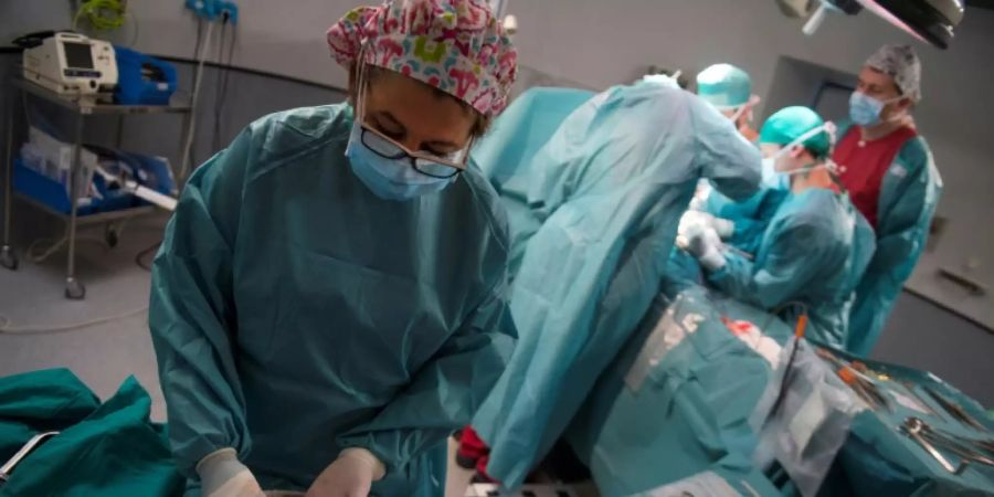 Eine Niere wird zur Transplantation vorbereitet