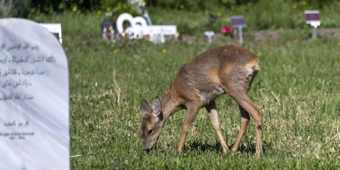 Auf Basler Friedhof - Rekurs gegen Abschuss der Rehe sistiert
