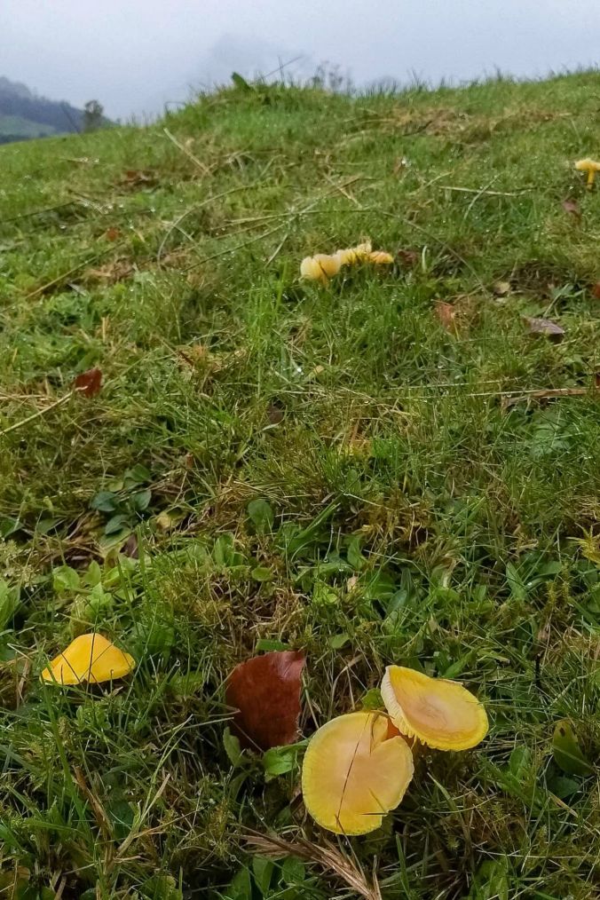 Pilze