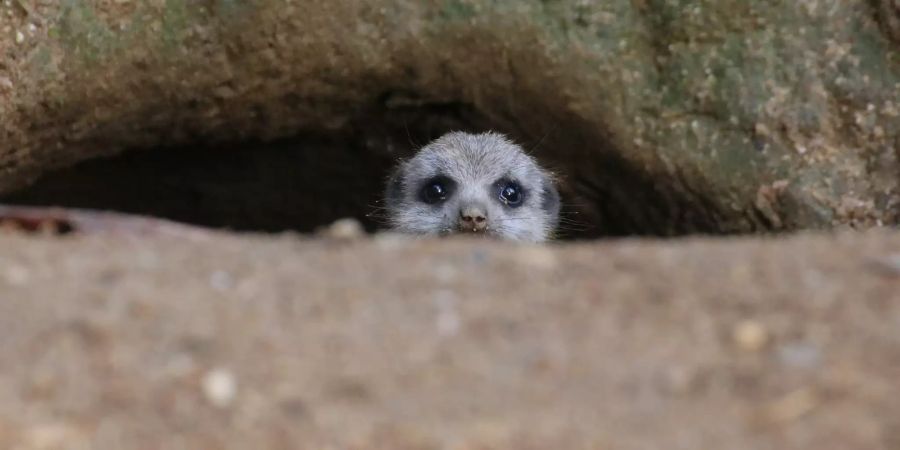 Erdmännchen