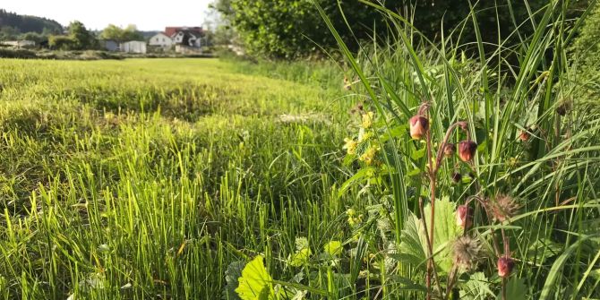 Bekämpfung invasiver Neophyten